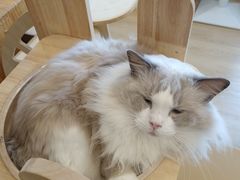 -有喵·猫咖·狗咖·40+猫狗有小奶狗(岗厦店)