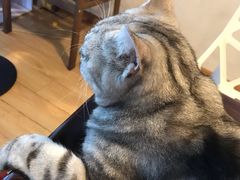 -Cappucimeow猫咪咖啡馆(韦伯时代店)