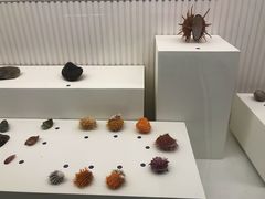 -青岛贝壳博物馆