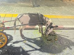 -清迈夜间动物园