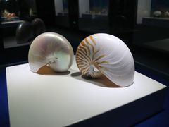 -贝壳王国博物馆