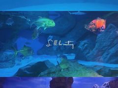 -海合安成都极地海洋公园