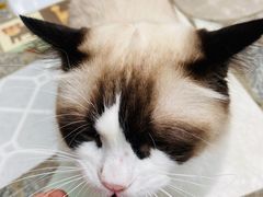 -喵屿·大理花园猫咖