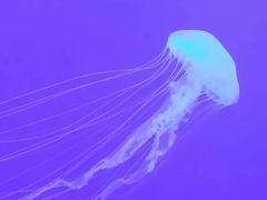 -多彩贵州城极地海洋世界