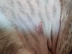 -东莞宠友24H宠物中心医院·转诊夜诊·异宠(新河北路院)