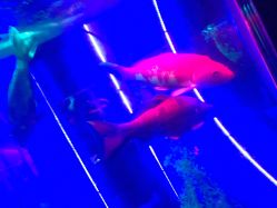 -未来动物城主题公园(正弘城店)