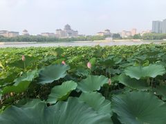 -莲花池公园