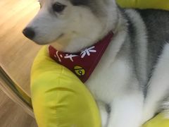 -Husky Go! 哈士奇体验馆·宠物咖啡厅狗咖