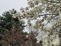 -护国法轮寺