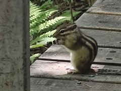 -五营红松林海景区