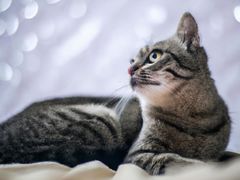 -瑞鹏宠物医院犬猫全科(真大分院)