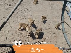 -西霞口神雕山野生动物世界