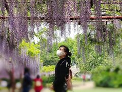 -嘉定紫藤园