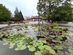 -莲花池公园