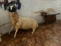 -蒙亨·手把肉·蒙古包文化主题餐厅(天恒广场店)