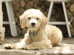 -MOJ coffee(瓯海泽雅水碓坑店)