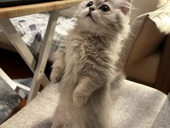 -momokira米努特·德文卷毛猫·棉花面纱犬