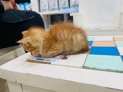 -瑞鹏·疫苗·绝育·宠物医院(广九店)