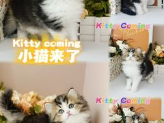 -小猫来了·猫舍(红山六九七九店)