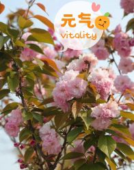 -麦粒鸟亲子游