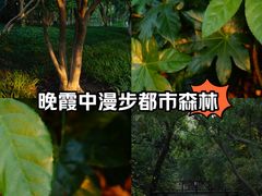 -青枫公园