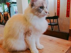 -李小姐の猫咖啡馆(五角场店)