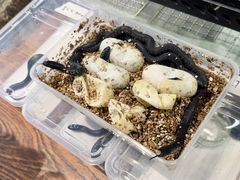 -酷以爬仙阁实体爬宠店·守宫·蜥蜴·专业繁育