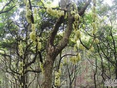 -火炉山森林公园