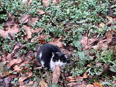 -上海佘山国家森林公园天马山园