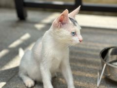 -艾贝尔宠物医院·24H转诊中心·肿瘤猫专科(江宁双龙店)