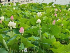 -莲花池公园