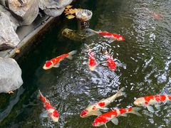 -鲤院·新中式美学·庭院餐厅(夫子庙店)