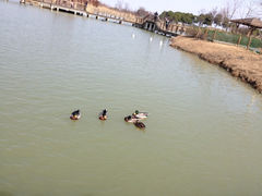 iphone_upload_pic-苏州太湖国家湿地公园
