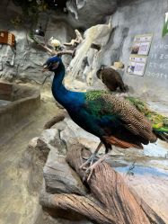 -Zoolung Zoolung动物主题公园(海信广场店)