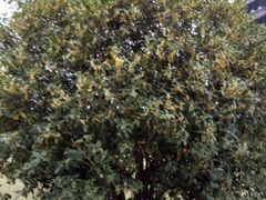 -祥源·阜阳生态乐园