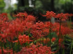 -菊花台公园