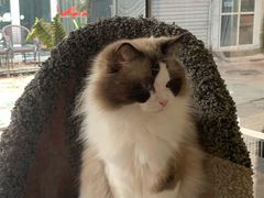 -糯米喵星人总部直营旗舰店·猫舍·幼猫出售