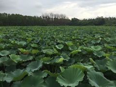 -大湾区中央湿地公园