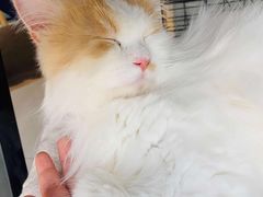 -平行世界·猫咖(首经贸店)