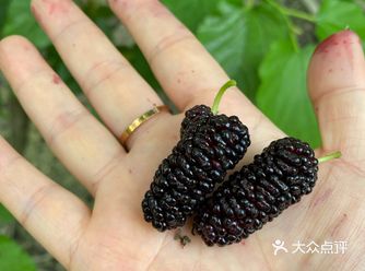 发现一个摘桑葚的好地方，从市区开车不到一个小时就能到