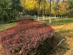 -大兴滨河森林公园