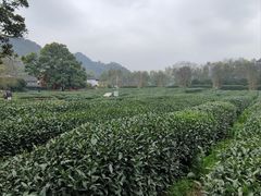 -中国茶叶博物馆(双峰馆区)