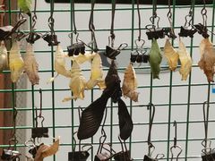 -上海大自然野生昆虫馆