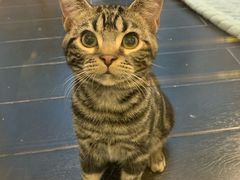 -猫大福·Fortune Cat猫舍(百子湾店)