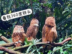 -广州长隆野生动物世界