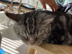 茉莉百香果-平行世界·猫咖(首经贸店)