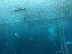 -海棠湾洲际-涛·海底餐厅·美人鱼·自助餐·海底隧道