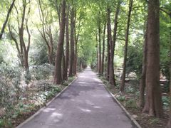 -上海滨江森林公园