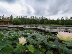 -渡海小渔村.老辈日照菜