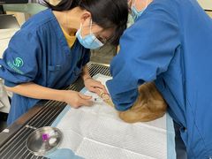-瑞派紫金宠物医院24小时·骨科·中兽医·重症转诊中心(番禺大石院)
